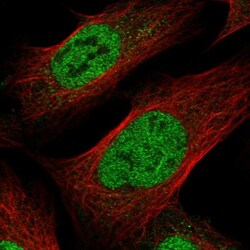 PQLC1 Antibody, Novus Biologicals:Antibodies:Primary Antibodies